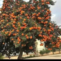 رنت اجار ماشین برای سرزمین اصلی بریم برگردم یک ماه