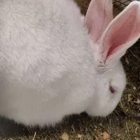 فروش خرگوش