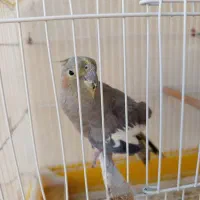 طوسی عروس هلندی