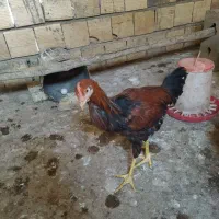 خروس لاری
