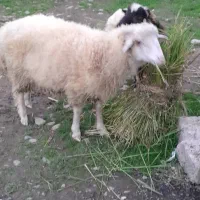 گاو گوسفند گوساله|حیوانات مزرعه|صومعه‌سرا, |دیوار