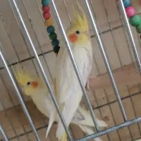 عروس هلندی|پرنده|تربت‌حیدریه, ۴۵ متری|دیوار