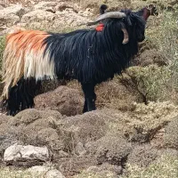 بعده دورون فروشی