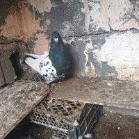 کبوتر  سینه