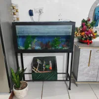 اکواریوم|ماهی|الوند, |دیوار