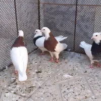 ۴ تا طوقی سرخ و سیاه