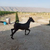 کره اسب ماده|اسب و تجهیزات اسب‌سواری|شیراز, شهدای شهرک سعدی|دیوار