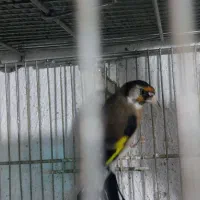 سهره سیاهسر نر