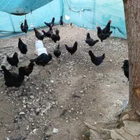 فروش مرغ وخروس محلی اصل|حیوانات مزرعه|خورموج, |دیوار