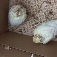 جوجه عروس هلندی|پرنده|رفسنجان, |دیوار