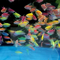 ماهی جدید رسید آکواریوم ماهیداران