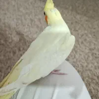 جوجه عروس هلندی|پرنده|خورموج, |دیوار