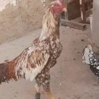 خروس لاری میکث اوشامو