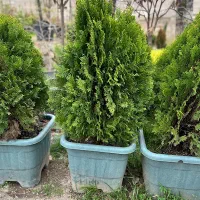 نهال،شمشاد،کاج ،یاس هلندی جاجرود ،پردیس و فشم|خدمات باغبانی و درختکاری|تهران, حکیمیه|دیوار