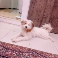 سگ شیتزو پودل