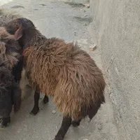 شیشک همو به شرط خون گیری|حیوانات مزرعه|اسحاق آباد, |دیوار