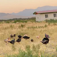 بوقلمون کوردی