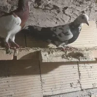 پلاکی نروماده|پرنده|بابا حیدر, |دیوار