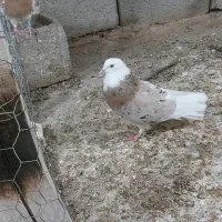 شازده سرور چاپی نر