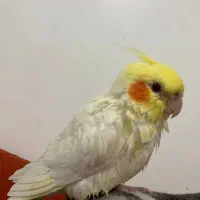 جوجه3ماهه|پرنده|دهلران, |دیوار