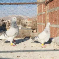 کبوتر|حیوانات|بجنورد, |دیوار