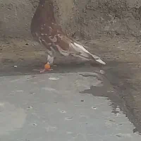 ۶ عدد نر رنگی قزوینی درجه یک