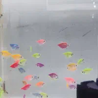 بار جدید ماهی رسید|ماهی|بیرجند, |دیوار