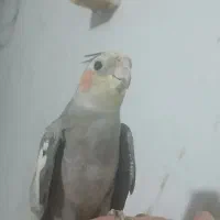 عروس هلندی نر