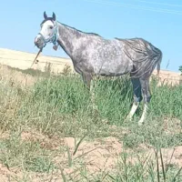 اسب|اسب و تجهیزات اسب‌سواری|کهریزک, |دیوار