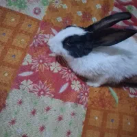 خرگوش