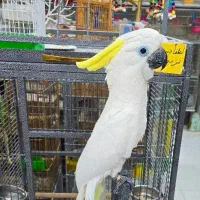 طوطی کاکادو|پرنده|اهواز, کوی جانبازان(دانش)|دیوار