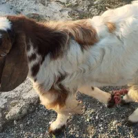 کهر نر|حیوانات مزرعه|رودان, |دیوار