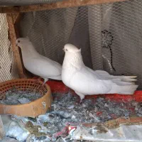 یجفت نرماده سرجوجه