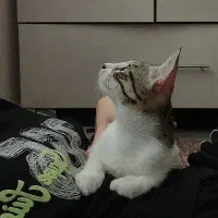 گربه خونگی واکسن زده شده شناسنامه دار واگذاری