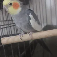 پرنده|پرنده|قشم, |دیوار