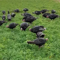 بوقلمون|حیوانات مزرعه|بیلوار, |دیوار