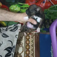 توله پامر وشیتزو