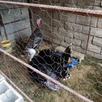 بوقلمون نر وماده|حیوانات مزرعه|آبپخش, |دیوار