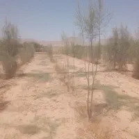 نهال بوته گز