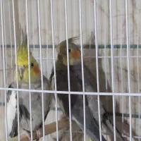 عروس هلندی