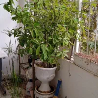 افوربیا مادر بالغ|گل و گیاه طبیعی|مشهد, هنرستان|دیوار