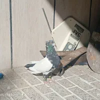 جفت سینه سیاه کاکلی|پرنده|تربت‌حیدریه, شهرک ولیعصر|دیوار