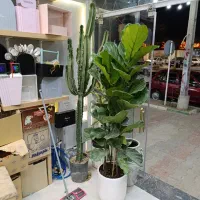 گل گیاه|گل و گیاه طبیعی|سبزوار, کاشفی شمالی (دادگستری)|دیوار