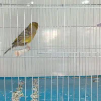 مغازه قناری فروشی عالیشهر|پرنده|بوشهر, |دیوار