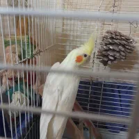 عروس هلندی  نر لوتینو