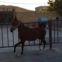 کره نر ۱۴ ماهه زیبا|حیوانات مزرعه|شاهین‌شهر, گزبرخوار|دیوار