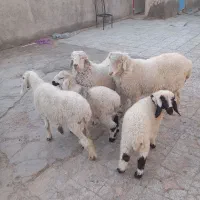 چند دونه گوسفند مالداری