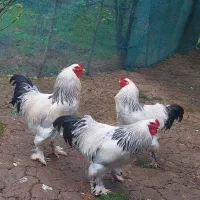 خروس برهما