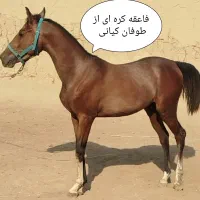 کره طوفان کیانی|اسب و تجهیزات اسب‌سواری|خمینی‌شهر, |دیوار