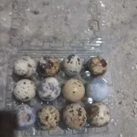 تخم بلدرچین|حیوانات مزرعه|تهران, دانشگاه شریف|دیوار